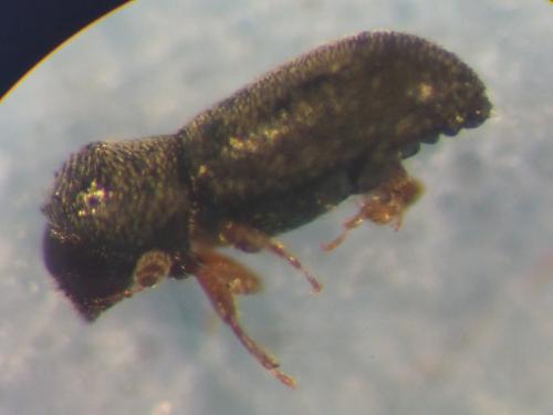 Ernoporicus fagi
